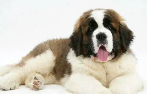 為什么要禁養圣伯納