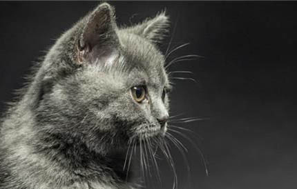 英短起司貓是什么品種