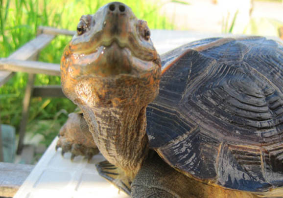 亞洲巨龜怎么養?