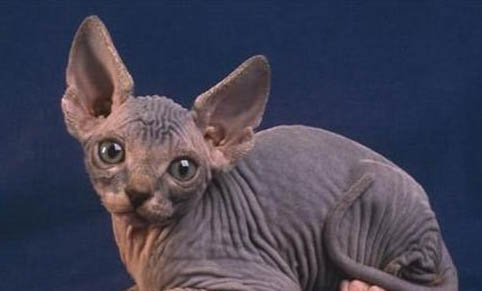 五種適合老年貓吃的貓糧