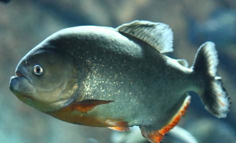 草金魚和什么混養