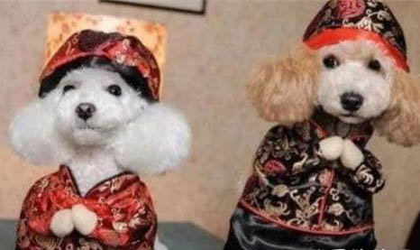 狗布病癥狀