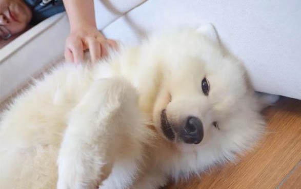 狗一般能活多久