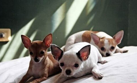 接觸犬瘟多久不得就不會得了