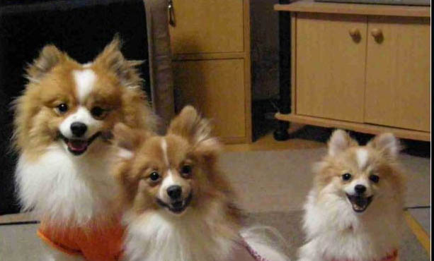 博美犬哪里有賣