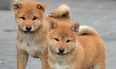 中華田園犬怕冷嗎?