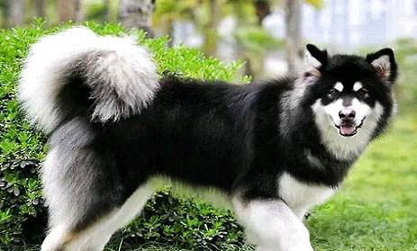 阿拉斯加雪橇犬的飼養(yǎng)要點有哪些