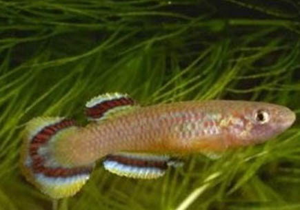 米奇魚水溫多少度合適