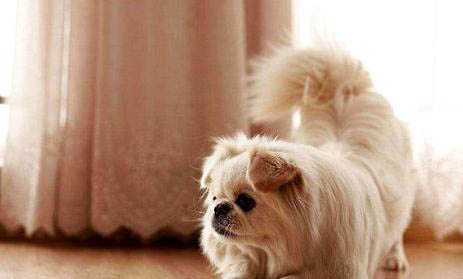 京巴犬掉毛原因揭秘:如何處理以及注意事項