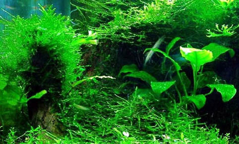 魚(yú)缸里的水草哪種好養(yǎng)