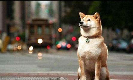 柴犬衰老會有哪些表現