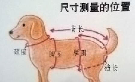 有哪些狗狗作為導盲犬?
