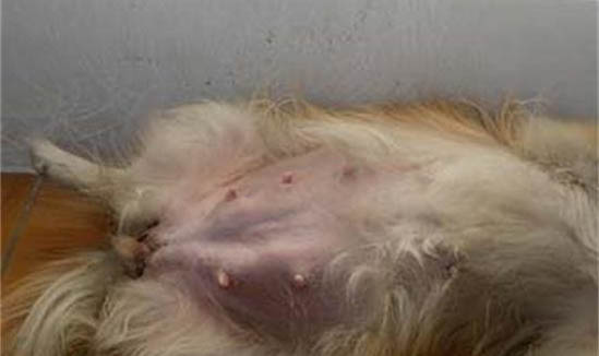 怎么鑒定母犬是否懷孕