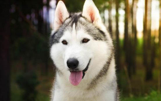 狗狗能吃蝦嗎