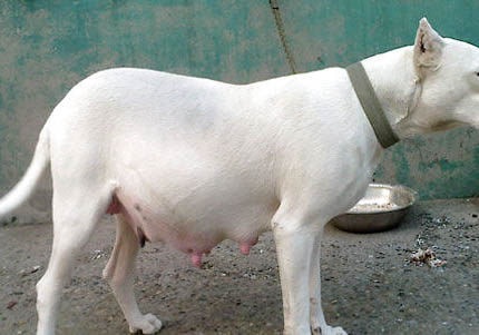 杜高犬身體發(fā)抖的原因及處理方法