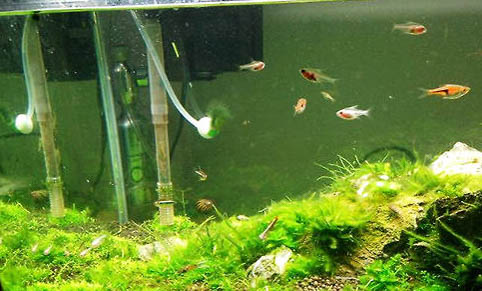 魚缸里有很多小泡泡