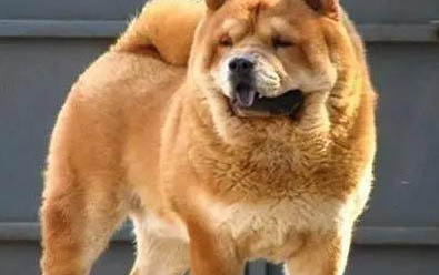 短毛中型犬有哪些品種