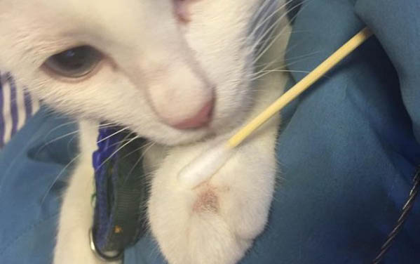 貓咪可以吃香蕉片嗎