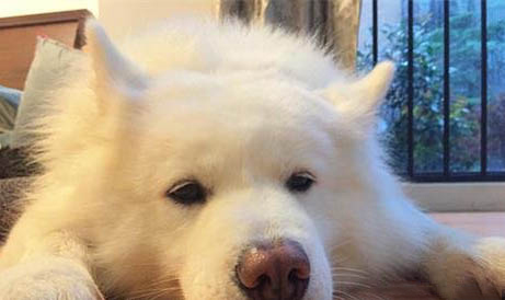 狗狗為什么得細小癥狀