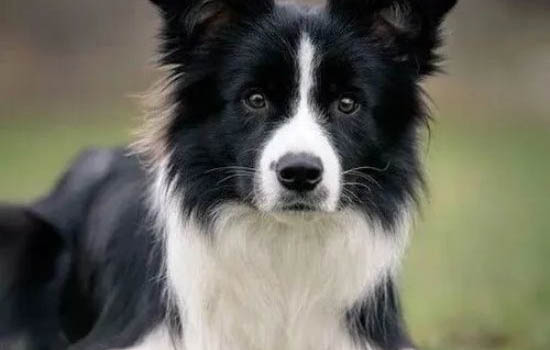 邊境牧羊犬狗狗多少錢一只