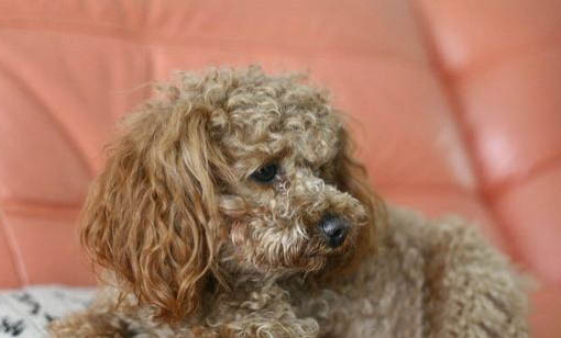 貴賓犬體溫39度正常嗎