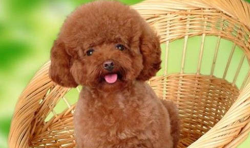 泰迪犬為什么要剪尾巴