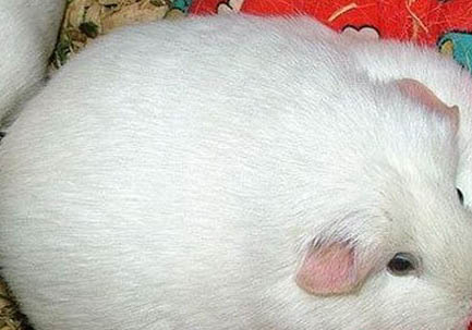 白色黑眼天竺鼠的飼養要點