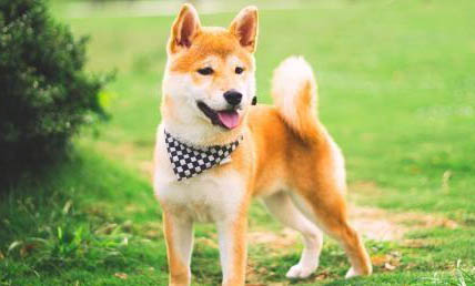 柴犬記仇么