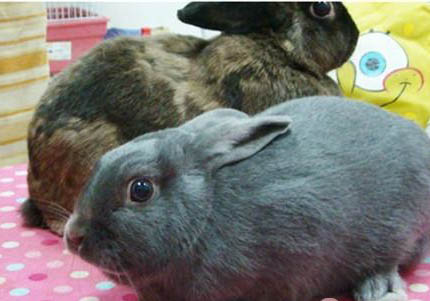 為什么沒(méi)人養(yǎng)銀狐犬