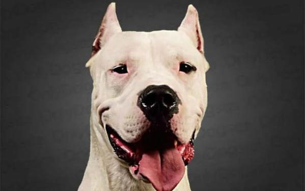 杜高犬需要打狂犬疫苗嗎