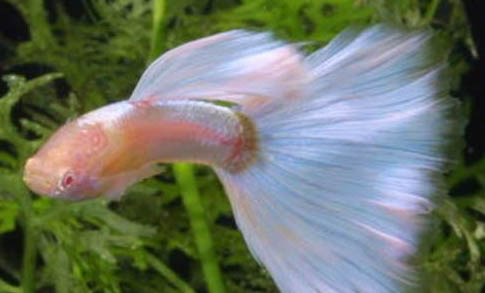 孔雀魚注意事項