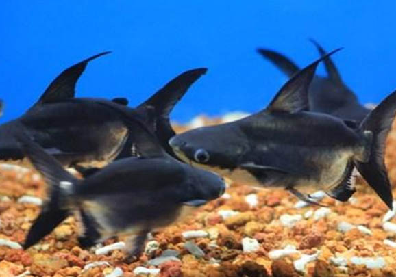 熱帶魚糧可以喂冷水魚嗎