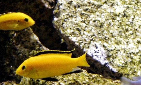 家養(yǎng)小熱帶魚種類