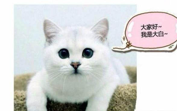小貓多大會排便