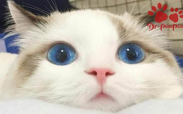 小貓嗓子里一直呼嚕呼嚕的怎么回事