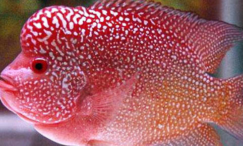 孔雀魚能與清道夫在一起養嗎