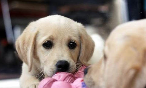 狗狗為什么不能吃牛奶呢