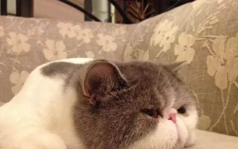 貓得了貓癬能自愈嗎