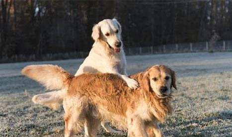 狗狗得狂犬病的癥狀有哪些