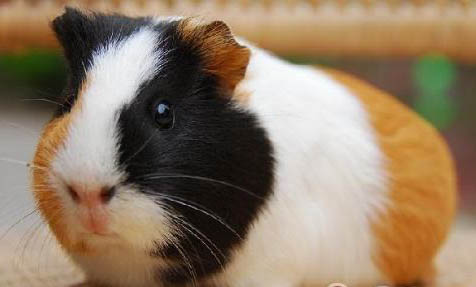 荷蘭豬怕冷嗎,會凍死嗎?