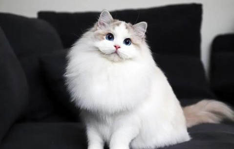 貓有寄生蟲癥狀