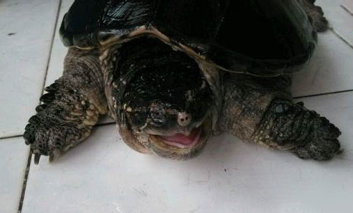 綠海龜能活多少年