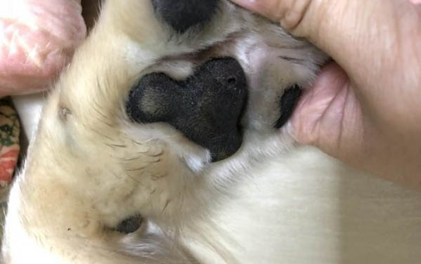 狗狗呼吸道感染吃什么藥見效快