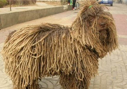 波利犬老喝水的原因及處理方法