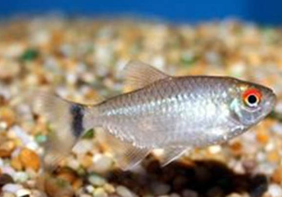 白邊燕尾魚好養嗎