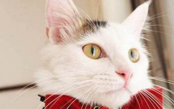 小貓要多久才可以睜開眼睛
