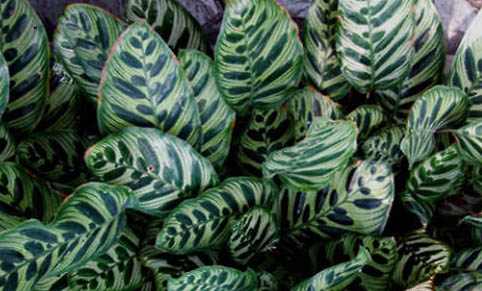 孔雀魚一次可以生多少