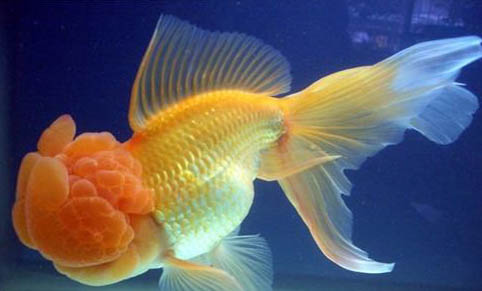 觀(guān)賞魚(yú)細(xì)菌性敗血癥的病因分析