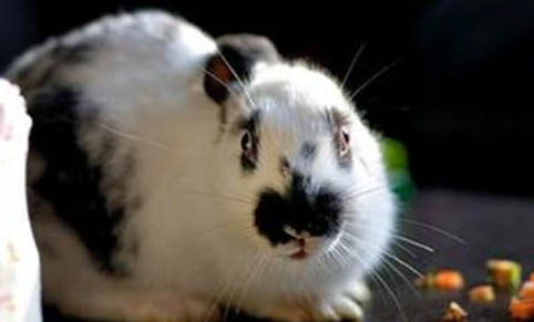 如何飼養(yǎng)寵物兔