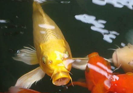 錦鯉和鸚鵡魚能一起養嗎